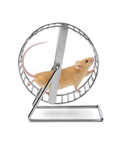 Mouse Hamster Exercise Wheel. A mouse running on an exercise wheel isolated on w , #AFF, #Wheel, #mouse, #Exercise, #Mouse, #Hamster #ad Mouse Running, Hamster Wheel, Exercise Wheel, Head In The Sand, House Wife, An Exercise, White Image, A Mouse, Pet Shop