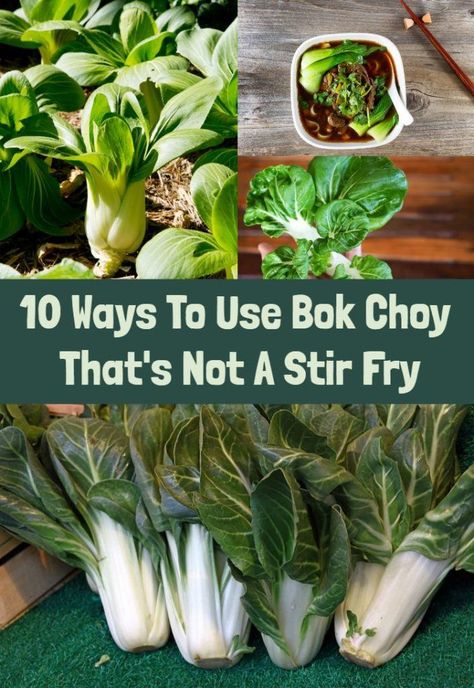 10 Ways To Use Bok Choy That's Not A Stir Fry Bol Choy Side, How To Cook Boch Choy, Bock Choy Stir Fry Recipes, Recipe Bokchoy Stirfry, Book Choy In Ramen, Back Choy Recipe, Pal Choi Recipes, How To Cook Book Choy, Pak Choi Recipes