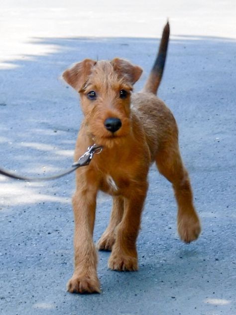 Irish pup. Irish Terrier Puppies, Lakeland Terrier, Welsh Terrier, Irish Terrier, Terrier Breeds, Terrier Puppies, Terrier Puppy, Airedale Terrier, Fox Terrier