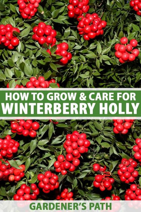 Winterberry Bush, Backyard Hacks, Winterberry Holly, Holly Shrub, Small Trees For Garden, Holly Plant, Trees For Front Yard, Holly Bush, Outdoor Christmas Planters