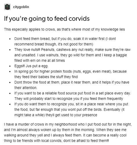 Corvids Aesthetic, What To Feed Crows, How To Befriend Crows, How To Attract Crows, How To Befriend A Crow, Befriend Crows, Befriending Crows, Feeding Crows, Corvidcore Aesthetic