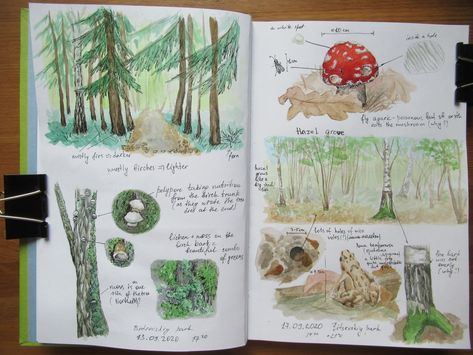 Nature journal page Nature Journal Inspiration, Nature Journal Pages, Nature Journaling Ideas, Nature Journal Aesthetic, Foraging Journal, Nature Journal Ideas, Nature Junk Journal, Hiking Journal, Kids Sketchbook