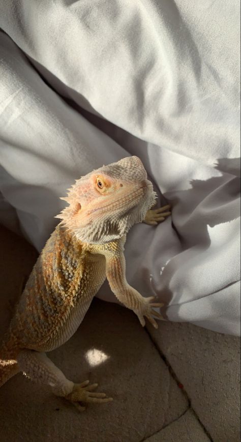 Cute Pet Lizards, Pet Reptiles Aesthetic, Pet Lizard Aesthetic, Reptiles Aesthetic, Bearded Dragon Aesthetic, Lizard Aesthetic, Lizards Pet, Bearded Lizard, Reptile Aesthetic