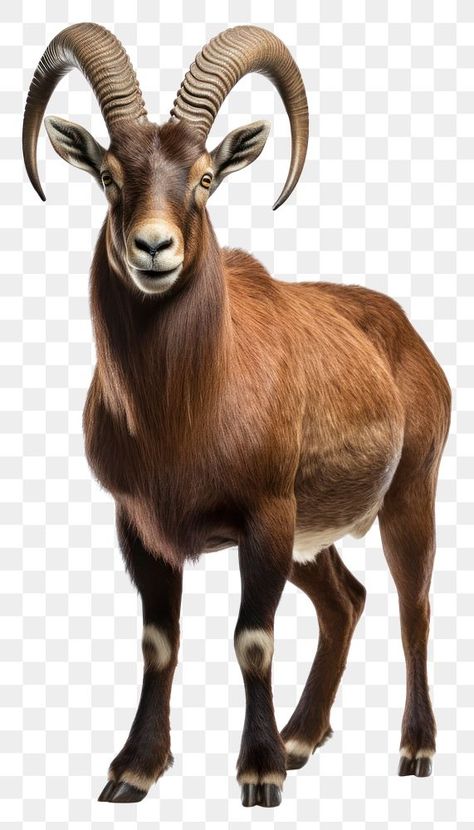 Pyrenean Ibex, Goat Stand, Ibex Goat, Goat Png, Alpine Ibex, Alpine Goats, Mask Inspiration, Pretty Nature Pictures, Graphic Design Tutorials Learning