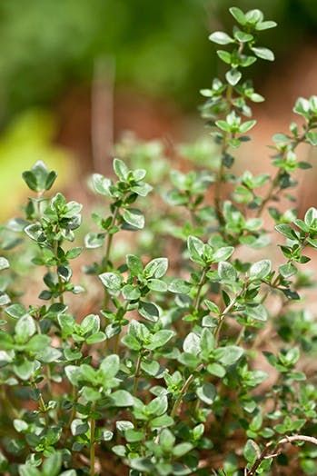 The 9 Easiest Herbs to Start an Herb Garden #purewow #outdoor #home #gardens #herbs #food #plants