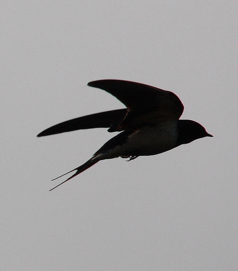 Swallows training & feeding their young - on roof, line & on the wing, Herefordshire (English Welsh borders) early one morning in June 2008, by JB Photographer Swallow Aesthetic, Swallow In Flight, Bird Silhouette Art, Family Ski Vacation, Vase Project, Bird Images, Swallow Bird, The Dating Divas, Bird Logos