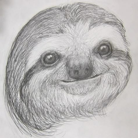 Sloth Sketch, Animals Sketch, Sloth Drawing, Sloth Tattoo, Realistic Animal Drawings, Wood Burning Patterns Stencil, Sloth Art, Graphite Art, Banner Drawing