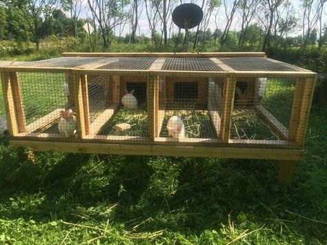 Multi Rabbit Hutch Outdoor, Rabbit Cage Ideas Outdoor Diy, Diy Rabbit Hutch Outdoor, Rabbitry Setup Ideas, Rabbit Hutch Outdoor, Rabbit Cages Outdoor, Rabbit Hutch Plans, Diy Rabbit Cage, Diy Rabbit Hutch