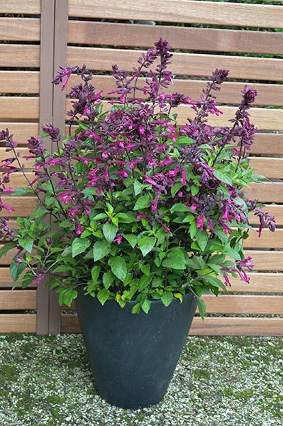 Salvia Love and Wishes Veg Patch, Garden Containers, Unusual Flowers, Yard Work, All About Plants, Backyard Oasis, Tropical Garden, Container Plants, Front Garden