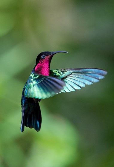 Purple-throated Carib ( Eulampis jugularis) is a larger hummingbird with adults reaching 11.5cm (4.5 inches) in length. Hummingbird Pictures, Hummingbird Tattoo, Kinds Of Birds, All Birds, Exotic Birds, Pretty Birds, Colorful Birds, Little Birds, Wild Birds