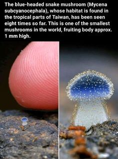 Cool Mushrooms Real, Mushroom Facts, Pretty Plants, Self Design, Design Fabric, Cool Plants, Nature Animals, Cute Little Animals, Plant Life