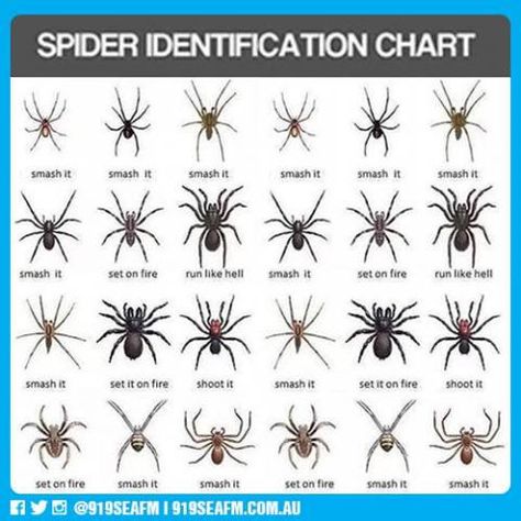 Spider I.D. Chart Spider Identification Chart, Spider Chart, Spider Identification, 100 Life Hacks, Funny Life Hacks, Types Of Spiders, 1000 Life Hacks, Survival Life, Creepy Crawlies