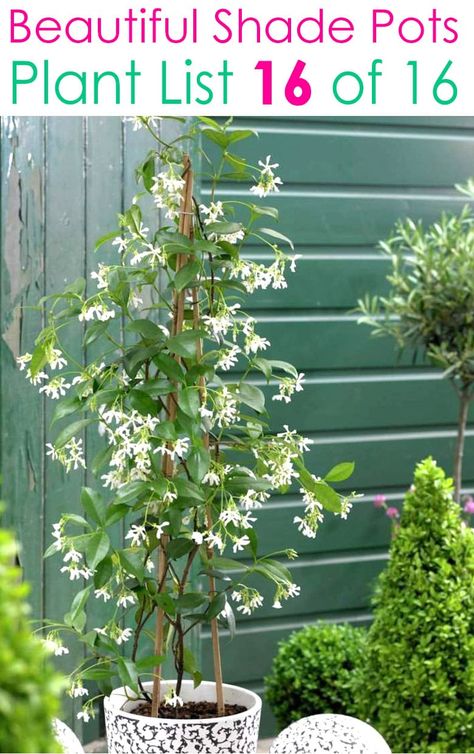 Create beautiful shade garden pots with easy shade loving plants & flowers. 16 colorful mixed container plant lists & great design ideas for shade gardens! – A Piece of Rainbow #backyard #gardens #gardening #gardeningtips #urbangardening #gardendesign #gardenideas #containergardening #diy #summer #spring #porch #patiodesigns #patio #curbappeal #flowers planters Shade Plants Container, Ideas For Front Yard, Garden Front Yard, Shade Loving Flowers, Patio Flower Pots, Potted Plants Patio, Front Yard Plants, Shade Garden Design, Yard Plants