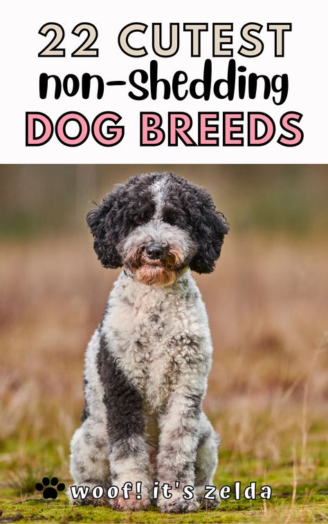 Prettiest Dog Breeds, Small Mutt Dogs, Big Dogs That Dont Shed, No Shedding Dogs Breeds, Small Breed Dogs That Dont Shed, Medium Breed Dogs, Best Family Dogs That Dont Shed, Short Hair Dogs Breeds, Dogs That Dont Shed