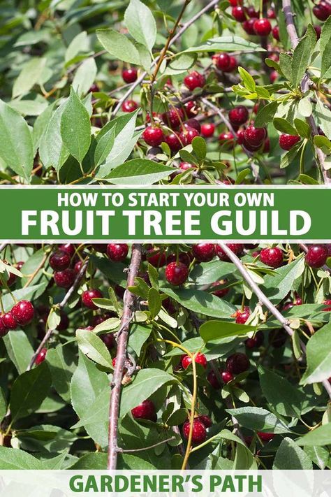 A close up vertical image of a fruiting cherry tree growing in a permaculture food forest. To the center and bottom of the frame is green and white printed text. Fig Tree Guild, Fruit Tree Guild Plans, Permaculture Guilds, Fruit Tree Guild, Fruit Trees Garden Design, Tree Guild, Backyard Orchard, Assorted Fruits, Kumquat Tree