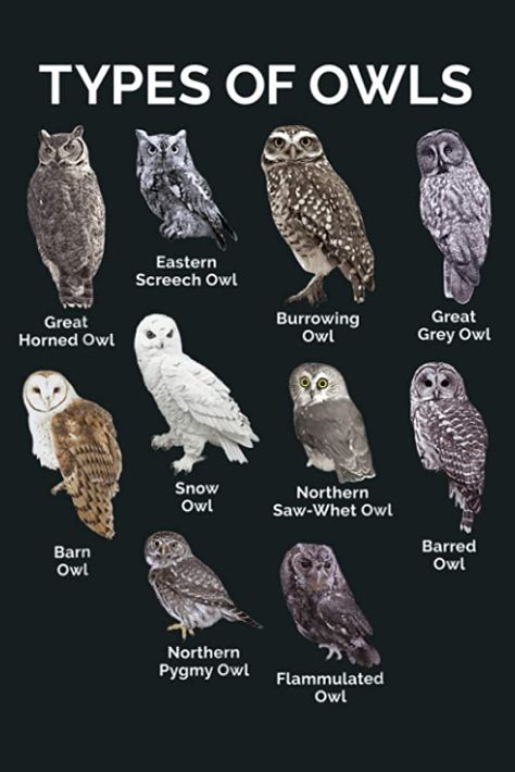 Eastern Screech Owl, Saw Whet Owl, Burrowing Owl, Screech Owl, Pretty Fonts, Owl Pictures, Gray Owl, Snowy Owl, Beloved Dog