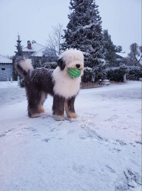 Old English Sheep Dog Puppy, Old English Sheepdogs, Pretty Dog Breeds, Old English Sheep Dog, English Sheep Dog, Baby Animals Cute, Old English Sheepdog Puppy, Wholesome Dog, Big Fluffy Dogs