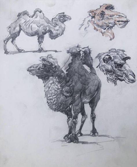 Watts Atelier of the Arts on Instagram: “Hump day is over! Relax and enjoy some camels by @jeffreywattsart 🐫 . . . #wattsatelier #wattsatelieronline #jeffreywattsart #arteducation…” Jeffrey Watts, Jeff Watts, Asian Animals, Karl Kopinski, Animal Tips, Abc Art, Sketchbook Tour, Animal Anatomy, A Level Art