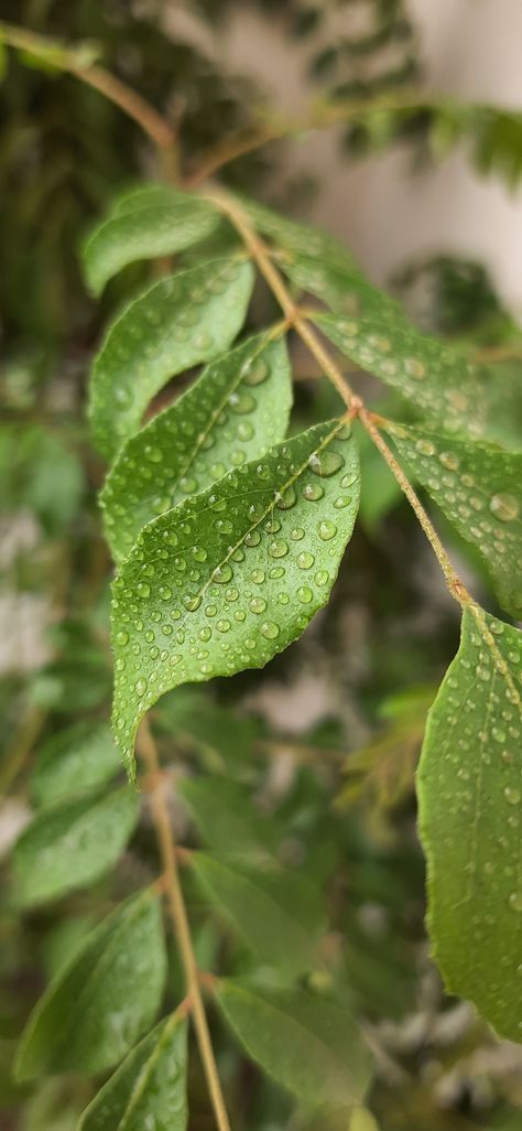 Rain drops on leafs 🍃 Water Drop On Leaf, Mango Leaf, Spring Weather, Rain Drops, Water Drops, Water Drop, Desi, Plant Leaves, Mango