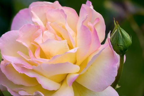 Rose Garden Ideas, Rose Companion Plants, Flower Garden Pictures, Rose Garden Design, Roses Yellow, Peace Rose, Hybrid Tea Rose, Diy Rose, Types Of Roses