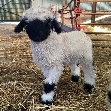 Black Nose Sheep, Blacknose Sheep, Black Faced Sheep, Valais Blacknose, Valais Blacknose Sheep, Himalayan Kitten, Primitive Sheep, Mini Cows, Cute Goats