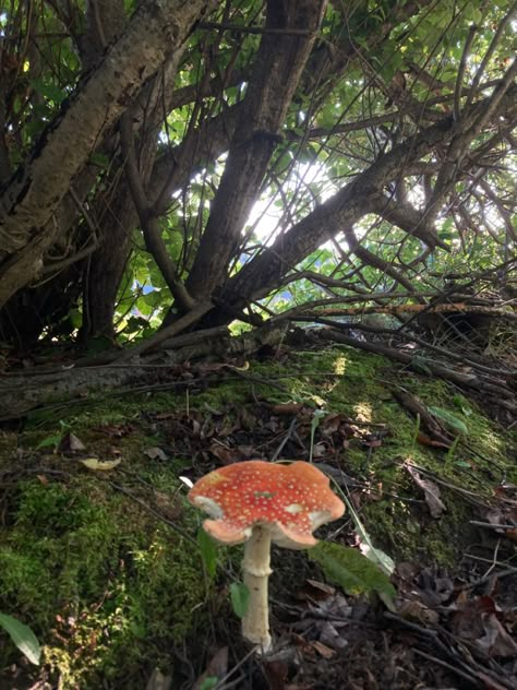 Mushroom Forest Aesthetic, Earthy Mushroom Aesthetic, Mushrooms Fairycore, Moss Aesthetic, Wild Mushrooms Aesthetic, Nature Aesthetic Mushroom, Mushrooms Nature, Mushroom Fungi, Forest Fairy