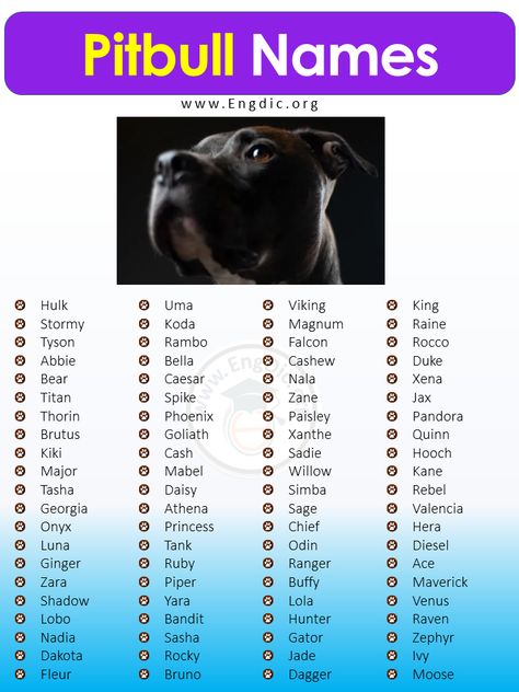 Names For Pitbulls, Male Pitbull Names, Female Pitbull Names, Pitbull Puppy Names, Pitbull Dog Names, Female Pitbull, Pitbull Names, Pitbull Blue, Names Male