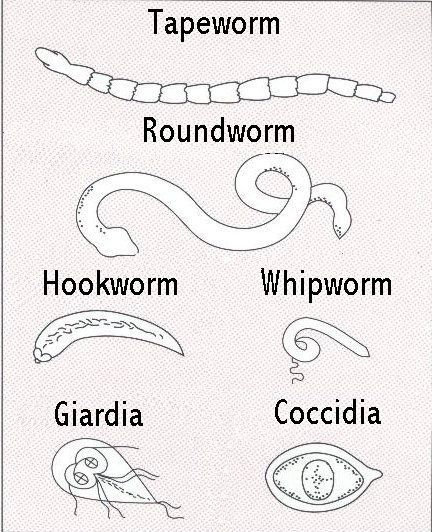 INTESTINAL PARASITES Unfortunately, intestinal parasites are part of the territory with both puppies and dogs.  They lick their bums, each other bums, drink from puddles, ponds, creeks and toilets,… Vet School Motivation, Veterinarian Technician, Vet Tech School, Veterinary Tech, Vet Tech Student, Vet Technician, Worms In Dogs, Veterinary School, Intestinal Parasites