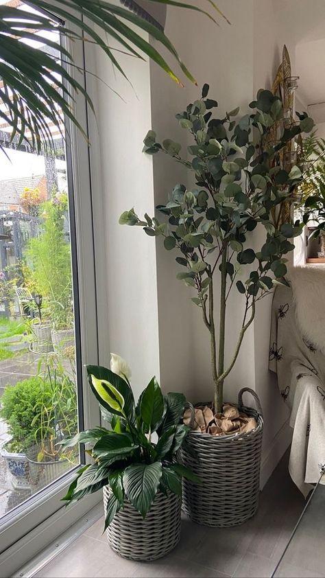 'I Absolutely love the Eucalyptus tree from Artificial Eden. Thank you! I ordered this because I got the idea from The White Company, it has a eucalyptus tree in the shop window . I ordered it and the next day it arrived in a sturdy box and wrapped in paper no plastic!! Customer service was amazing! Well done! Love businesses that know what they’re doing! 😍' @maria20xx Faux Eucalyptus Tree, Grey Wicker Baskets, Orange Mood Board, Indoor Plants Bedroom, Dixon Homes, Plants Bedroom, Faux Trees, Eucalyptus Plant, Rock Plants