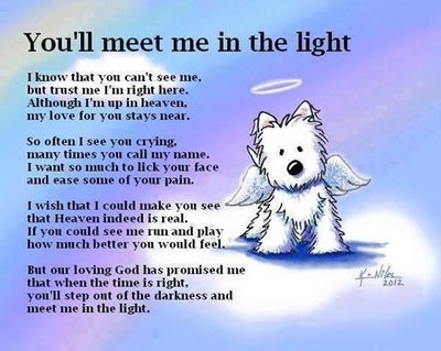 26 Heart Breaking ‘Losing a Pet’ Quotes - EnkiQuotes Fu Dog, Love My Dog, Memorial Tattoos, Mia 3, Losing A Pet, Pet Loss, Animal Quotes, Dog Quotes, An Angel