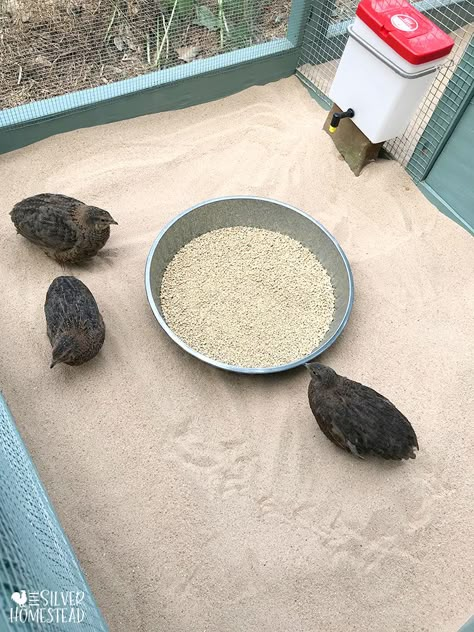 Coturnix Quail - Silver Homestead Quail Pen Diy, Quail Cage Setup, Quail Coop Ideas Diy Easy, Quail Toys, Quail Ground Pen, Cheap Quail Coop, Diy Quail Aviary, Cute Quail Coop, Outdoor Quail Enclosure