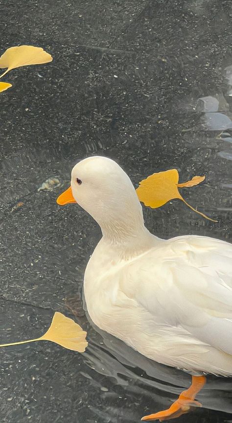 Caring for Duck Companions: A Complete Guide for New Owners | Duck Aesthetic | Pet Call Ducks Aesthetic | Duck Lover Getting Highlights, Duck Breeds, Duck Wallpaper, Backyard Flocks, Cute Simple Wallpapers, Family Homes, Cute Patterns Wallpaper, 13th Birthday, Simple Wallpapers