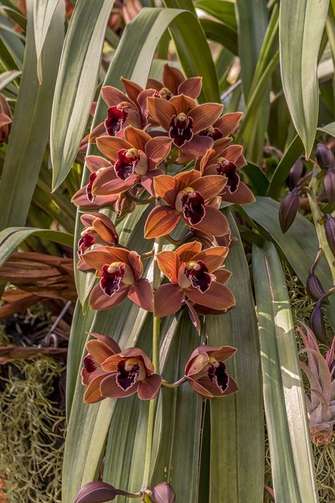 Hybrid Brown Orchids Brown Orchid, Orchid Bouquet Wedding, Pokemon Eeveelutions, Orchid Wedding, Flower Guide, Cymbidium Orchids, Flower Stems, Flower Collection, Pinterest Ideas