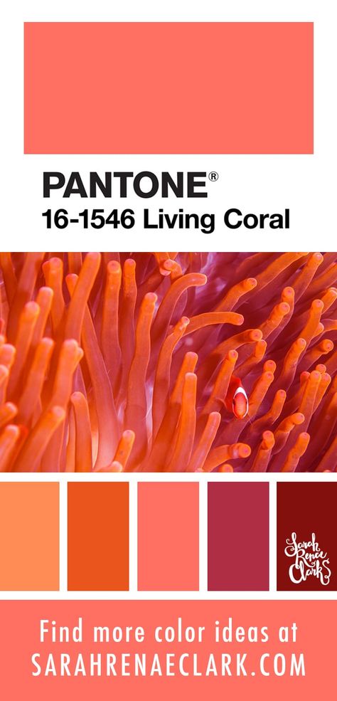 Beautiful anemone color scheme inspired by PANTONE’s 2019 Color of the Year - Living Coral. Find more color palettes at sarahrenaeclark.com #livingcolor #colorpalettes #colortrends Coral Palette, Coral Pantone, Coral Colour Palette, Pantone Colour Palettes, Color Catalog, Live Coral, Living Coral, Beautiful Color Combinations, Find Color