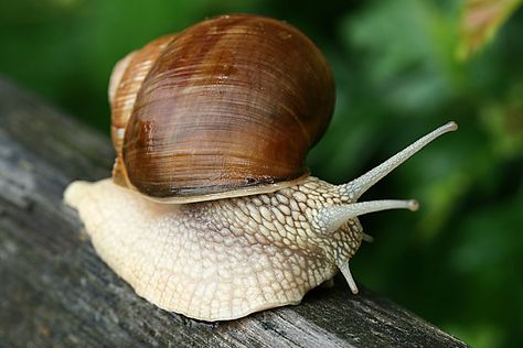 Helix pomatia, common names the Burgundy snail, Roman snail, edible snail or escargot, is a species of large, edible, air-breathing land snail, a terrestrial pulmonate gastropod mollusk in the family Helicidae. It is a European species. Wikipedia Scientific name: Helix pomatia Higher classification: Helix Rank: Species Snail Names Ideas, Snail Names, Roman Snail, Snail Facts, Snail Species, Sea Snail Photography, Snail Image, African Giant Snail, Land Snail