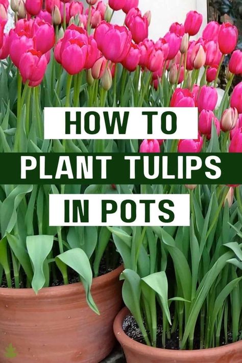 Planting Tulips in Pots Tulips In Planters, Bulb Pots Planters, Spring Flower Container Ideas, Tulips In Pots Ideas, Tulip In Pots, Planting Tulips In Spring, Potted Tulips Outdoors, Planting Tulips In Pots, Spring Container Gardens