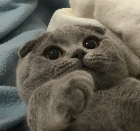 Exotic Cat Breeds, Pedigree Cats, Scottish Fold Kittens, Domestic Cat Breeds, British Shorthair Cats, Fashion Idol, Gray Cat, Grey Cat, Beautiful Cat Breeds