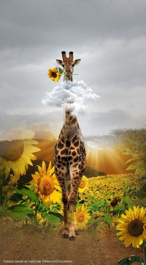 Giraffe Quotes, Giraffe Pictures, Lovers Eyes, Sunflower Pictures, Giraffe Art, Sunflower Art, Sunflower Painting, Happy Animals, Giraffes