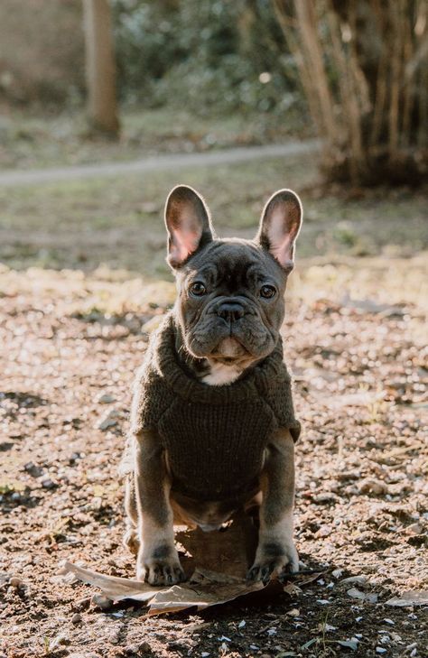 Share this cuteness with your friends❕🤍 Do you like this board ? So follow our 👉 French Bulldog Shop and Comment , Share for more new photos and videos.🐾🥀#frenchieshoot #photo #shoot #photoshoot #frenchiephoto #fyp #cutefrenchie #frenchbulldog #flyingbulldogart #painting #wallart #flyingbulldog #frenchie #midjourney #art #digitalart #NFT #bully #animallover #doglover #UniqueArtwork #stylish #dynamicart #bulldog #lion #cat #wolf #dogs #pin #pinterest. 👑🐾✌️ Bulldog Photoshoot, Reportage Wedding Photography, Lion Cat, Moments Of Life, Bulldog Art, Puppy Photos, French Bulldog Puppy, Dog Photography, Unique Artwork