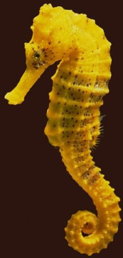 Hippocampus reidi Yellow Seahorse, Fauna Marina, Beautiful Sea Creatures, Marine Fish, Sea Dragon, Underwater Creatures, Extinct Animals, Water Life, Endangered Animals