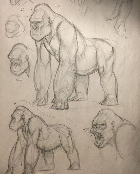 Gorilla Sketch, Gorillas Art, Pencil Drawings Of Animals, Animal Drawings Sketches, Animal Study, Animal Drawing, Creature Drawings, Arte Sketchbook, Anatomy Drawing