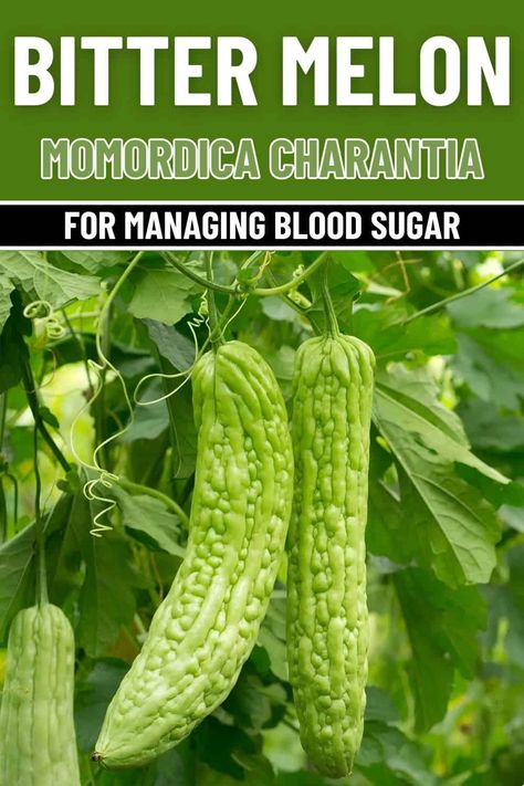 Everyone Managing Blood Sugar Naturally Needs to Know About Bitter Melon. Here's Why Bitter Melon Benefits, Melon Benefits, Melon Tea, Cranberry Benefits, Momordica Charantia, Lasagna Gardening, Lemon Health Benefits, Turnip Greens, Bitter Melon