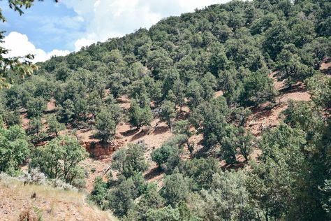 Food Forest Garden, Regenerative Agriculture, Food Education, Permaculture Design, Gardening Flowers, Desert Garden, Edible Landscaping, Desert Oasis, Land Management