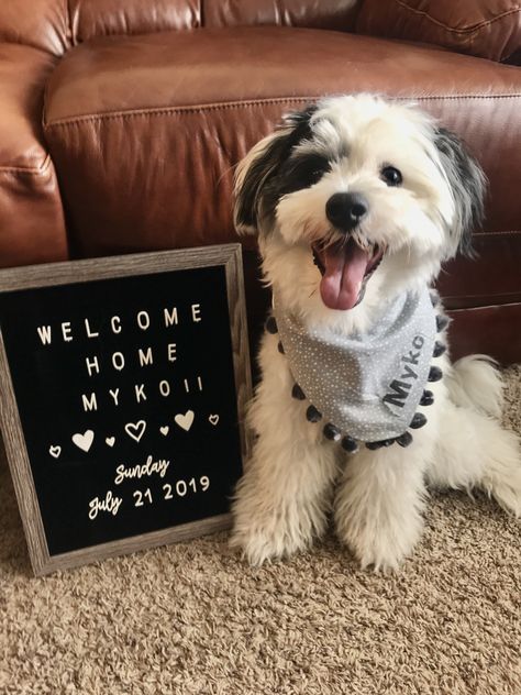 Puppy Welcome Home Pictures, Welcome Home Dog Ideas, Puppy Gotcha Day Ideas, Pet Announcement Dogs, New Dog Announcement, Dog Adoption Announcement, Welcome Home Puppy, Labrador Photography, New Puppy Announcement