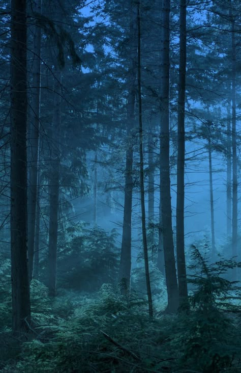 Night Time Forest Aesthetic, Forest Blue Aesthetic, Blue Lake Aesthetic, Blue Forest Aesthetic, Night Time Forest, Mystical Pictures, Mash Potatoes, Night Sky Photography, Enchanted Wood