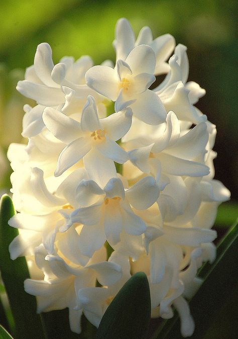 White hyacinth Hyacinth Flower, White Hyacinth, Plant Fungus, Flower White, Language Of Flowers, Art References, Amazing Nature, Mood Boards, Planting Flowers