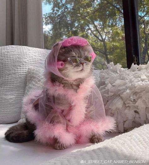 Stuck on #quarantine? discover easy way to destress—and look your best—while staying #home. #selfcare Gatto Carino, Image Chat, Cat Aesthetic, Silly Cats, Cat Clothes, Pretty Cats, Insta Photo, Cat Drawing, Cute Little Animals