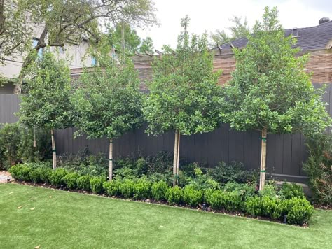 Transform your backyard into a secluded oasis with these private fence ideas. A well-designed backyard privacy fence not only enhances your outdoor space but also provides a peaceful retreat from the outside world. Explore these wood fence ideas for backyard inspiration and create a serene sanctuary right at home. #Tags: #BackyardPrivacy #FenceIdeas #WoodenFence #OutdoorRetreat #PrivacySolutions #BackyardDesign #SecludedOasis #HomeSanctuary #LandscapeInspiration #BackyardEscapeHome Privacy Fence And Trees, High Privacy Fence Ideas Backyards, Eagleston Holly Tree By Pool, Eagleston Holly Trees Landscaping, Eagleston Holly Tree, Small Backyard Privacy Landscaping, Pleached Trees Privacy Screens, Private Fence Ideas Backyards, Trees Along Fence Backyards