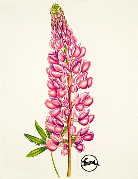 Art Crayon, Flower Bouquet Tattoo, Lupine Flowers, Petal Art, Flower Canvas, Digital Flowers, Plant Art, Botanical Flowers, Botanical Illustration