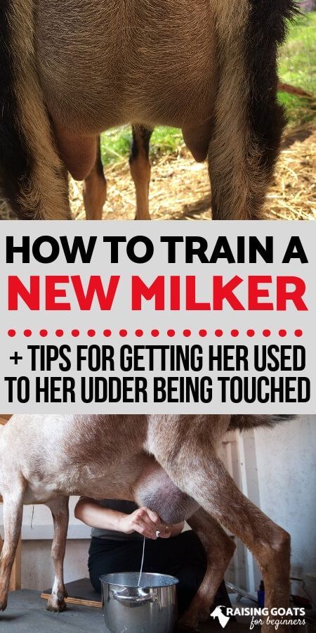 How To Milk A Goat, Milk Goats For Beginners, Dairy Goats For Beginners, Goat Stalls In Barn, Goat Milking Parlor, Raising Cows, Milking Goats, Nigerian Goats, Milk Goats